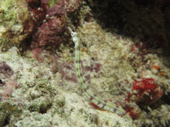 Corythoichthys flavofasciatus