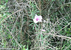 Ipomoea platensis