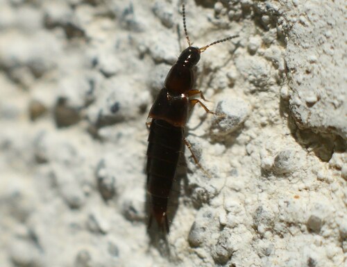 Heterothops, 2026-05-06