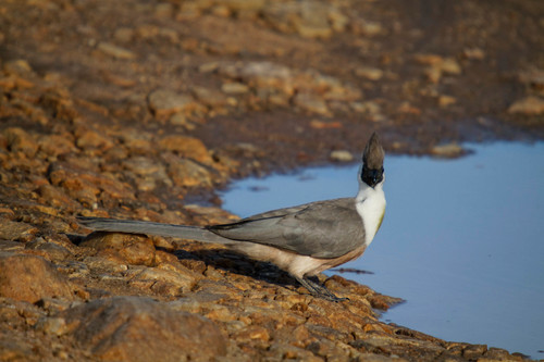 Bare-faced Go-away-bird