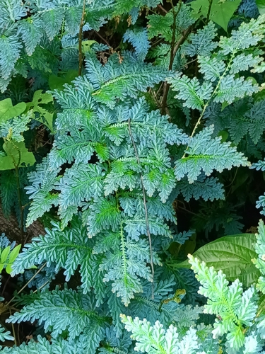Selaginella willdenowii, photograph 2