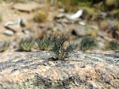 Usnea aurantiaco-atra