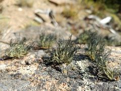 Usnea aurantiaco-atra