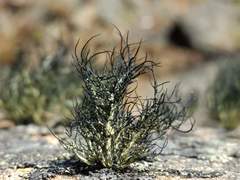 Usnea aurantiaco-atra