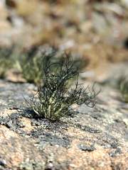 Usnea aurantiaco-atra