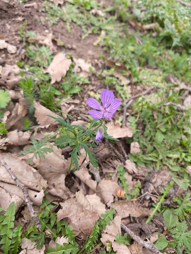 Geranium malviflorum, photograph 1