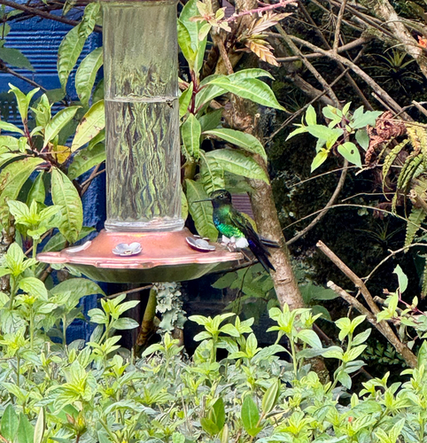 Glowing Puffleg (Eriocnemis vestita)