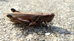 Melanoplus differentialis