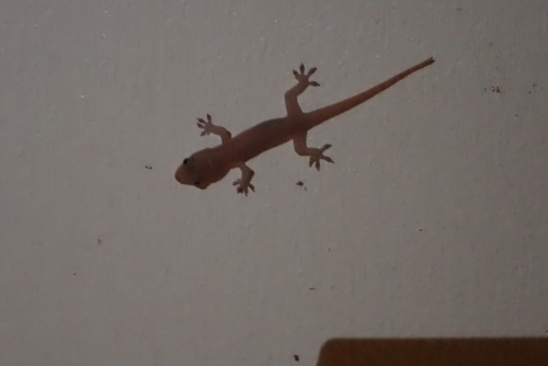 Asian House Gecko
