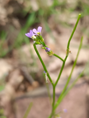 Arabis verna, photograph 3