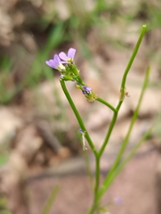 Arabis verna, photograph (c) Mehdi Chetibi, some rights reserved (CC BY)
