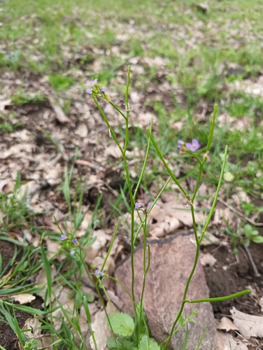 Arabis verna, photograph 4