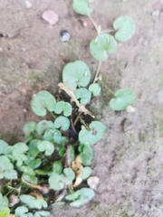 Dichondra micrantha