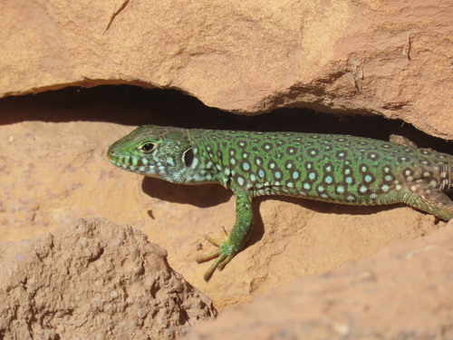 Atlas Ocellated Lizard, Timon tangitanus