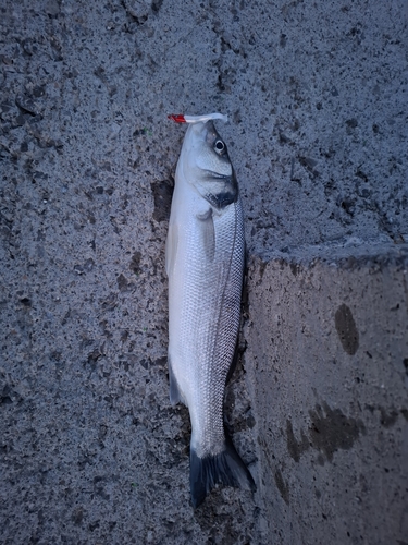Dicentrarchus labrax