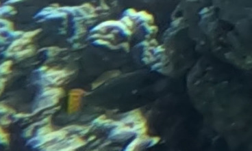 Balistapus undulatus