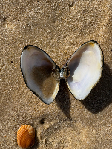 Iphigenia brasiliensis observed 2026-05-06
