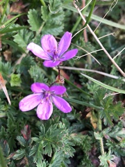Erodium cicutarium