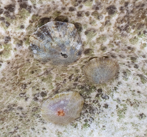 Patella caerulea
