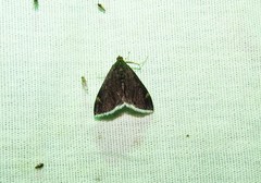 Pyrausta niveicilialis