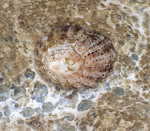 Patella rustica