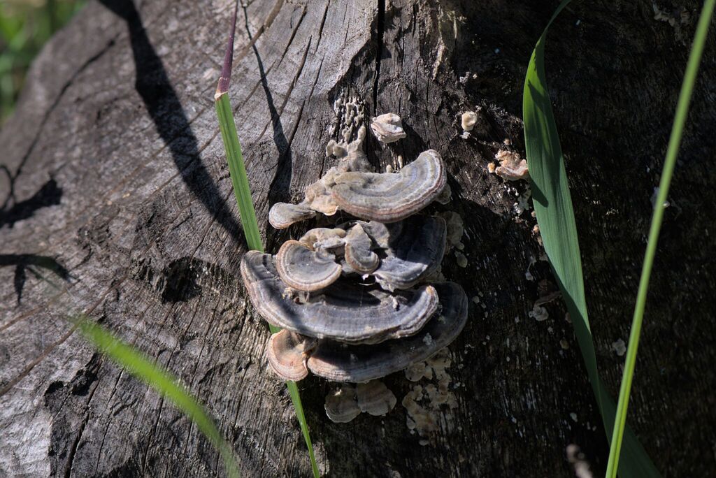 Trametes versicolor · April 2026 · photo: © lucie24614 (iNaturalist, CC)