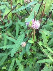 Mimosa xanthocentra xanthocentra