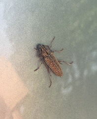 Elaphidion conspersum