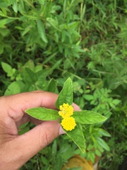 Lippia turnerifolia
