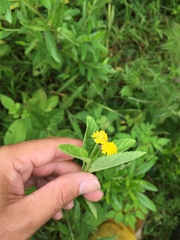 Lippia turnerifolia