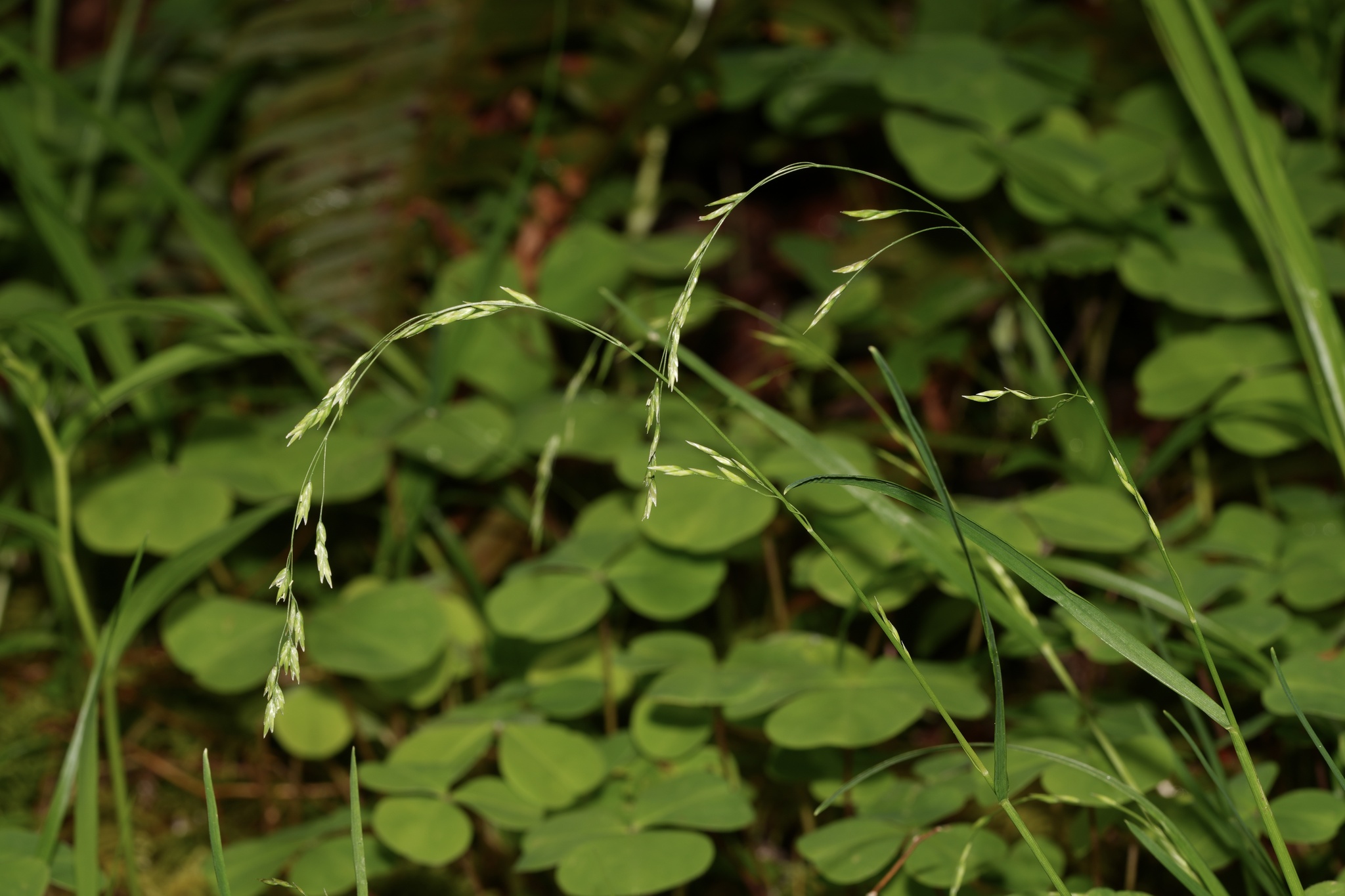 Poa marcida
