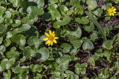 Ficaria verna