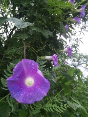 Ipomoea nil