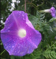 Ipomoea nil