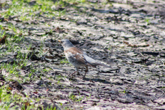 Turdus pilaris