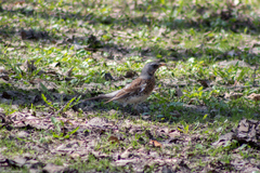 Turdus pilaris