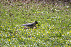 Turdus pilaris