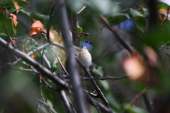 Phylloscopus collybita