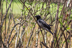 Turdus pilaris