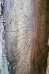 Scolytus