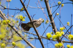 Turdus pilaris