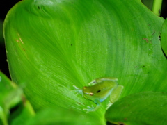Sphaenorhynchus lacteus