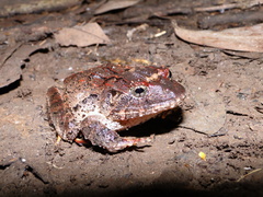 Strabomantis sulcatus