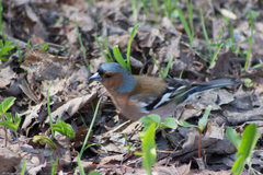 Fringilla coelebs