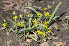 Gagea lutea