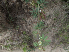Desmanthus acuminatus