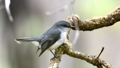 Eopsaltria georgiana