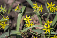 Gagea lutea