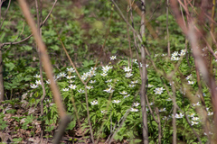 Anemonoides nemorosa