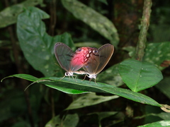 Cithaerias pireta